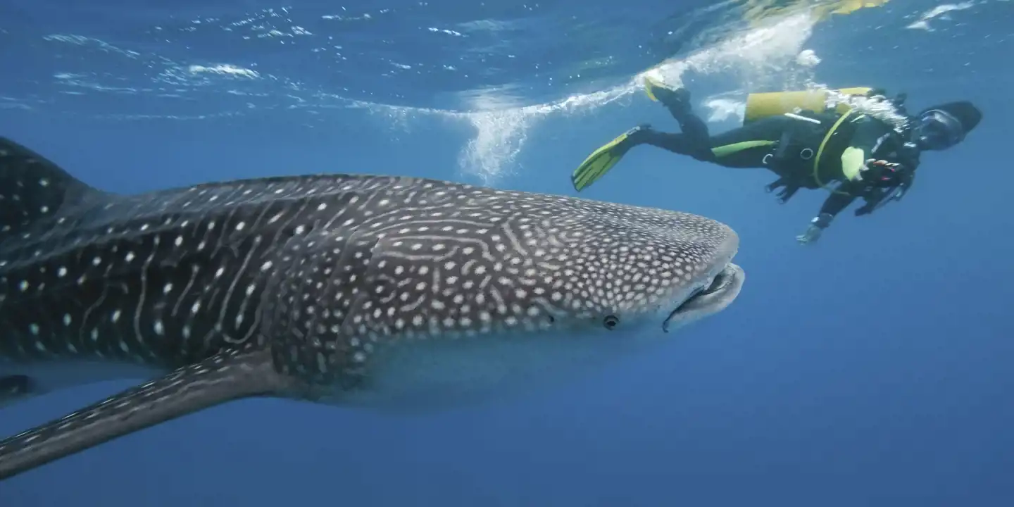 Maldives_Whale_Shark
