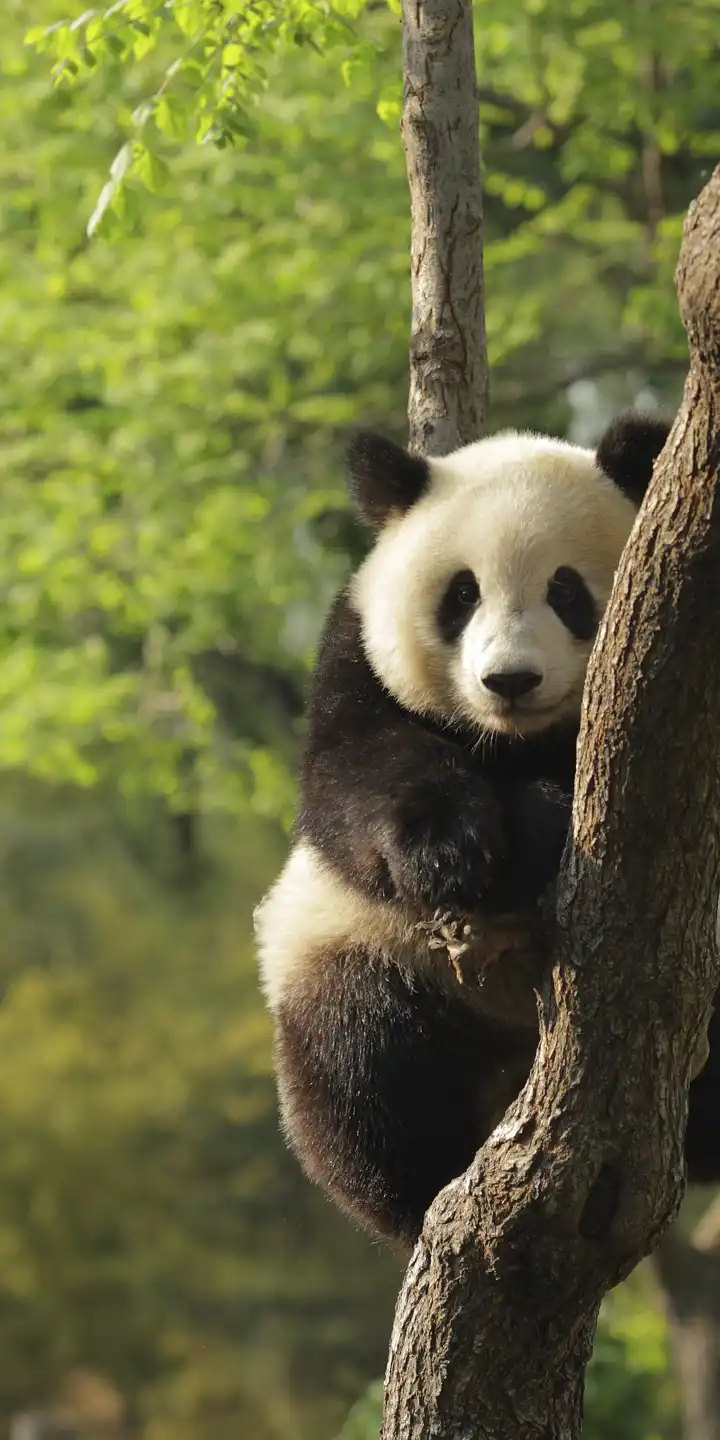 China_Giant_Panda