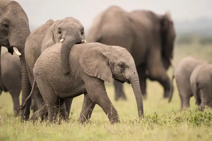 A Luxury Tanzania Honeymoon FEATURE Singita