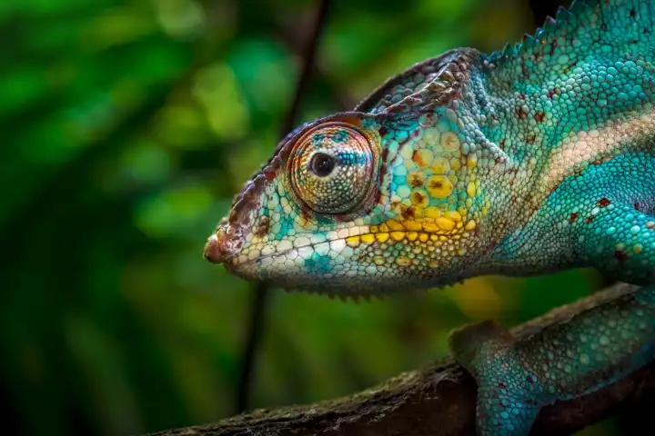 A Madagascar Safari FEATURE