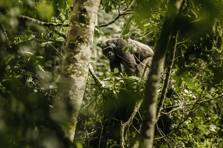 A Rwanda Safari Experience Into The Rwanda Wild FEATURE Oneonlynyungwe