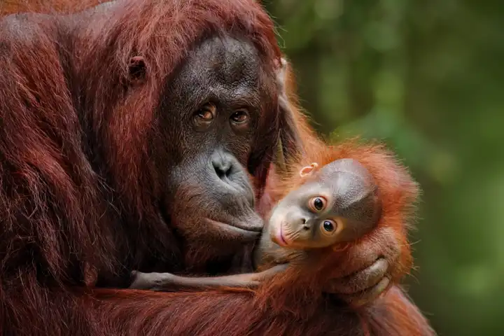 Borneo Eco Adventure HERO