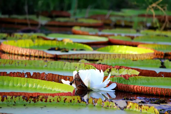 Buffalo_Lily_Pads_Guyana