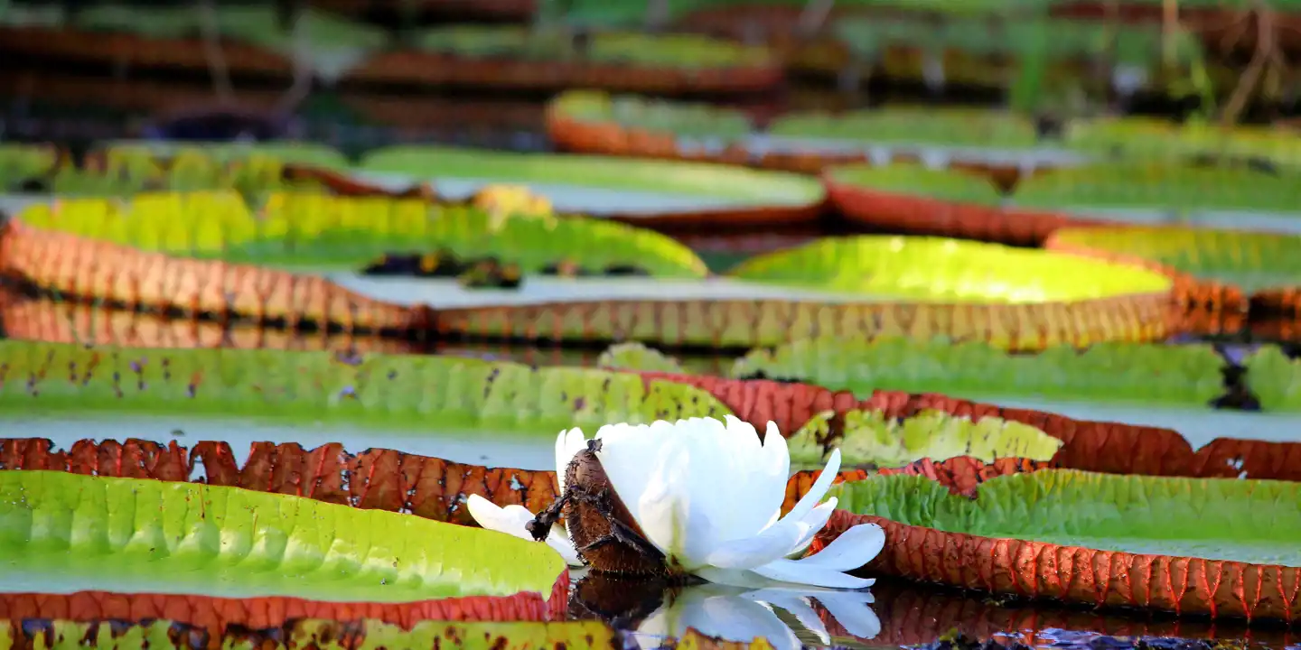 Buffalo_Lily_Pads_Guyana