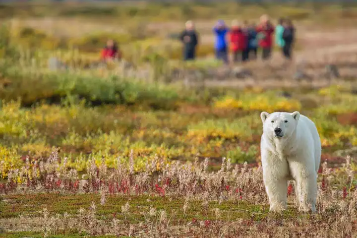 Churchill Polar Bear Tour Canada Polar Bear Safari Walking With Polar Bears HEADER Churchill Wild Robert Postma