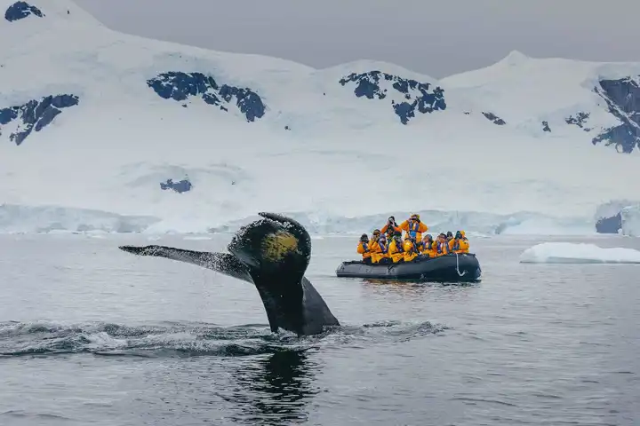 Classic Antarctica Cruise HERO Quark Expeditions Credit David Merron