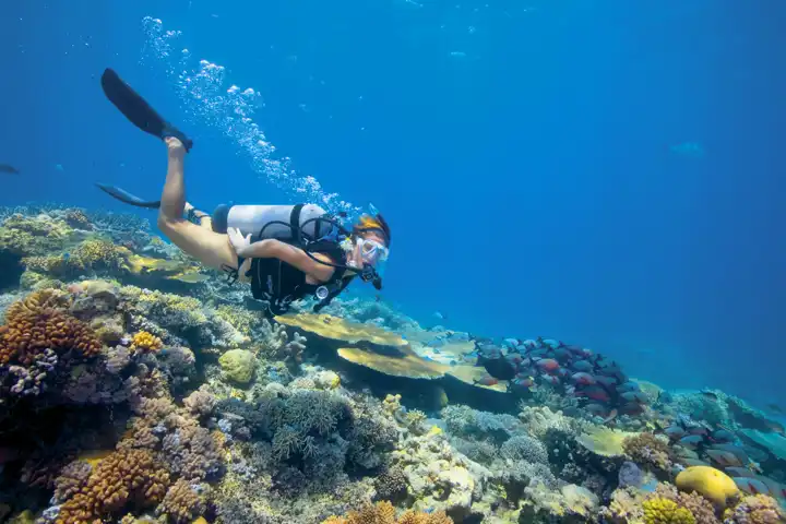 Escape Down Under FEATURE Lizardisland