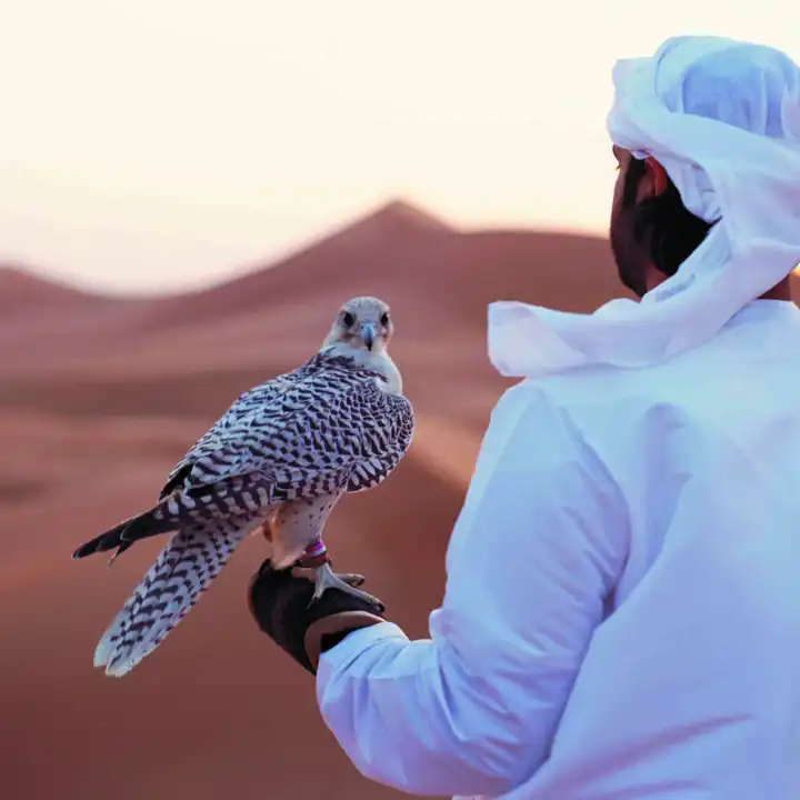 Falconry
