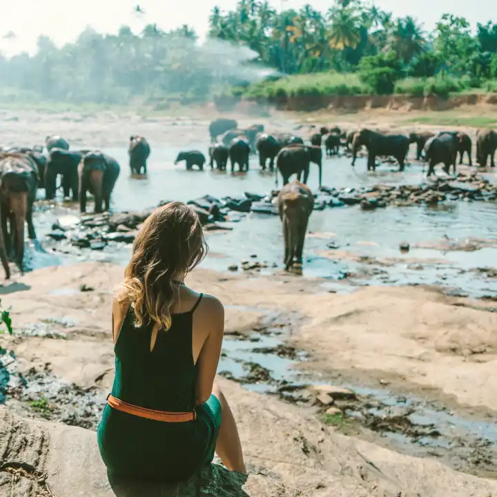 Sri_Lanka_Asian_Elephants