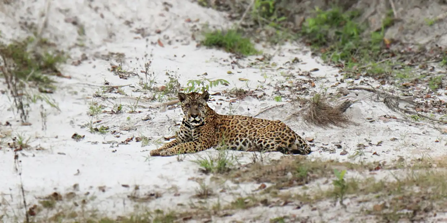Jaguar_Guyana