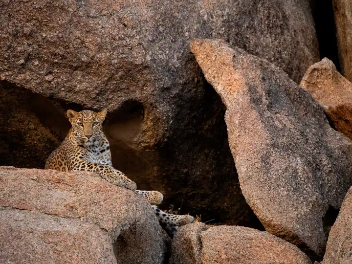 Leopard In India