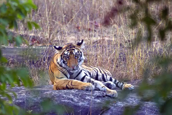 Luxury India Tiger Safari HERO