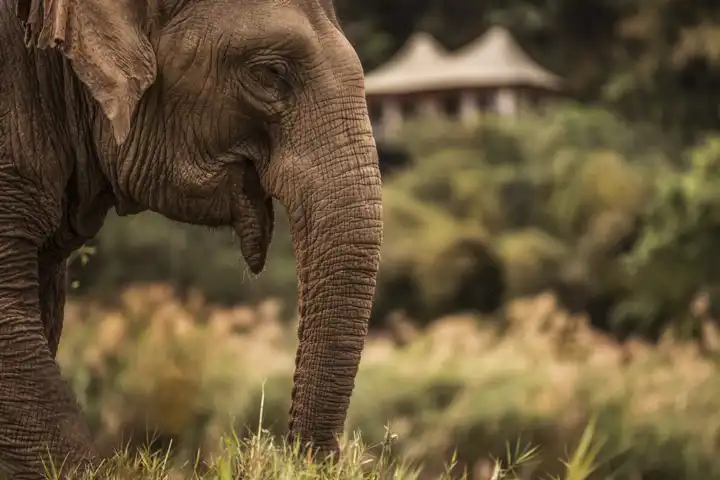 Northern Thailand Luxury Travel Adventure FEATURE Fourseasonsgoldentriangle