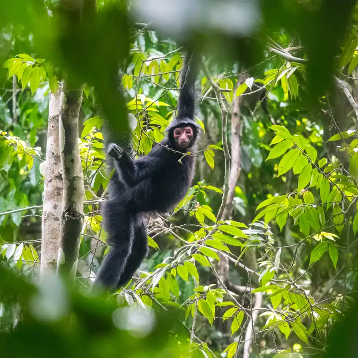 Red_Faced_Black_Spider_Monkey_Guyana