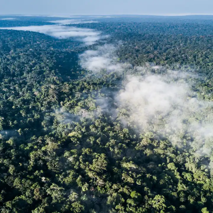 Republic_of_Congo_Rainforest