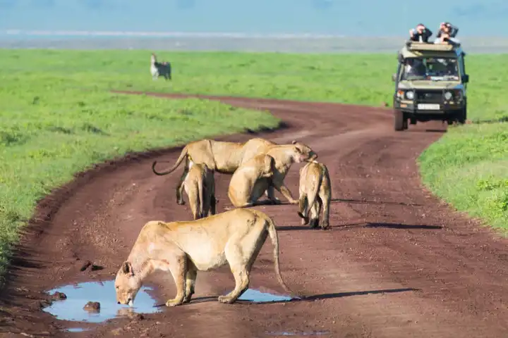 South African Safari