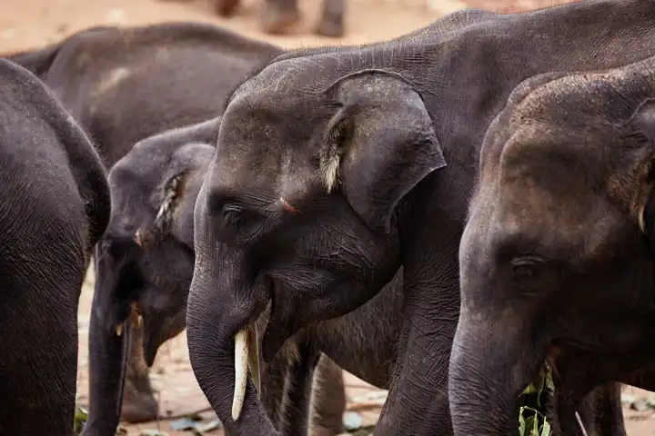 Sri Lanka Luxury Tour FEATURE Amanwella