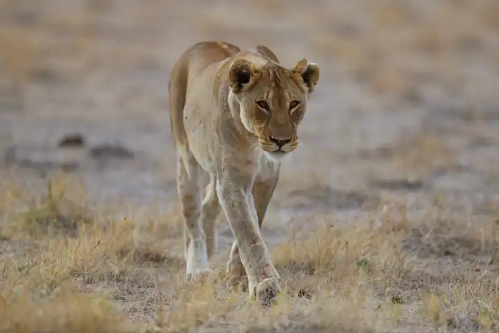 The Namibia Horse Safari By Ker & Downey FEATURE