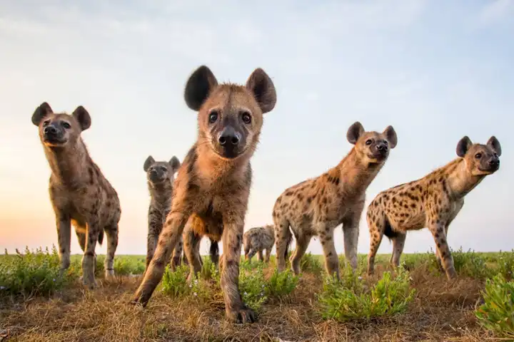 The Zambia Walking Safari By Ker & Downey FEATURE Matamanene Camp
