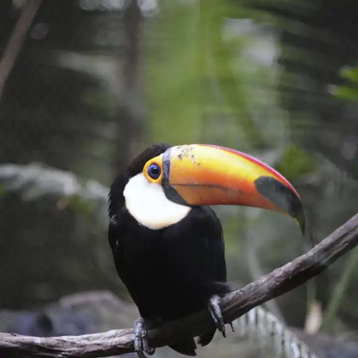 Tucan