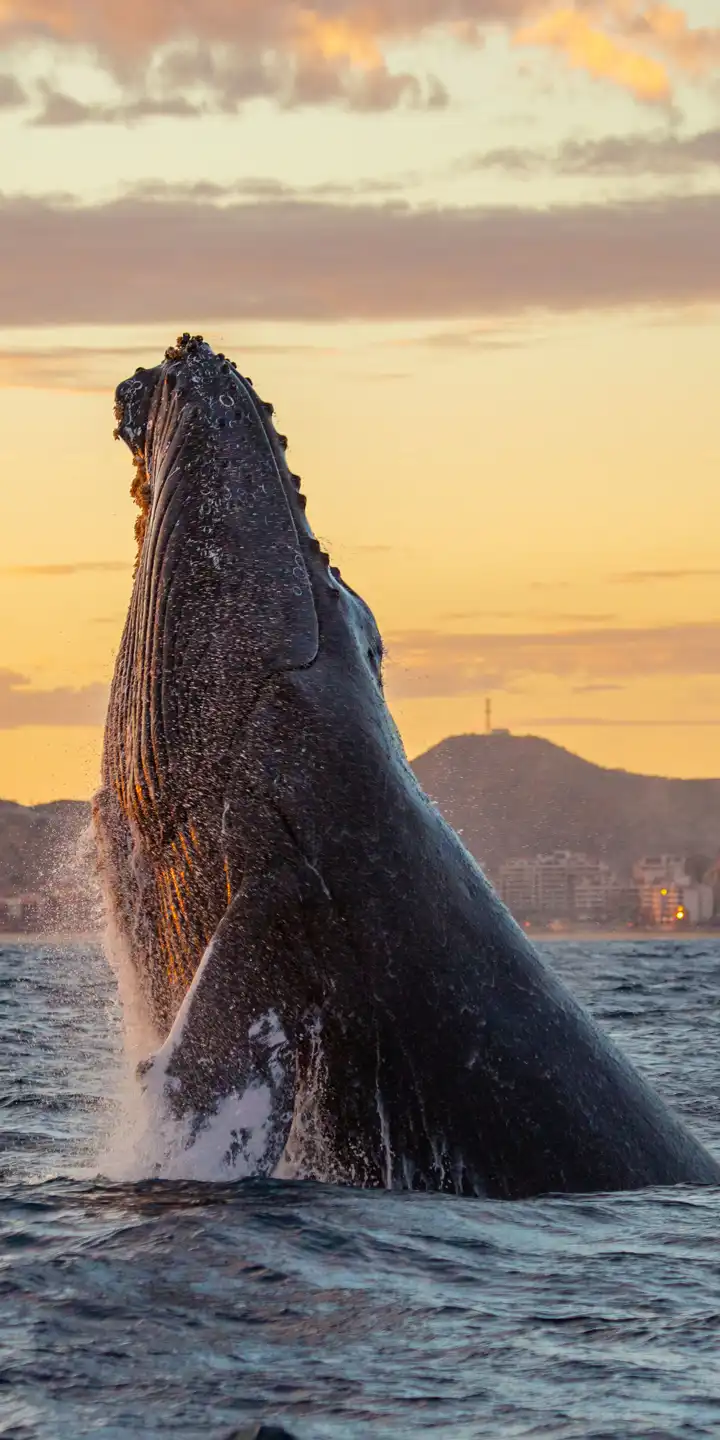 Mexico_Baja_Whale
