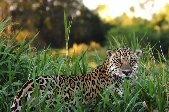 Wildlife Of Brazil HERO