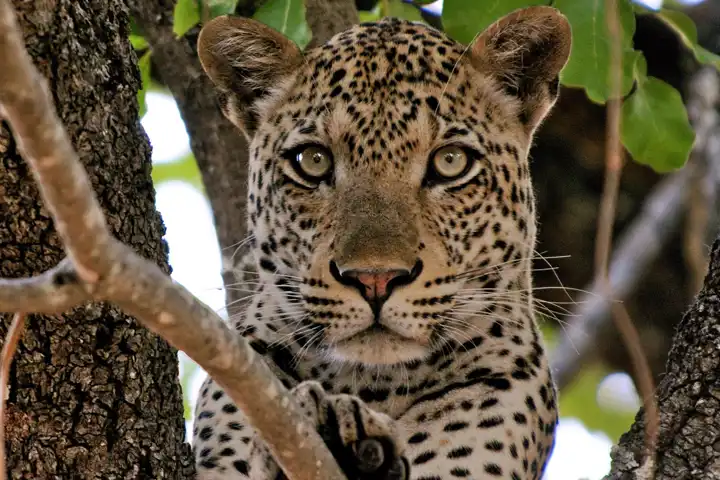 Zambia And South Africa Safari FEATURE Bushcamp Co